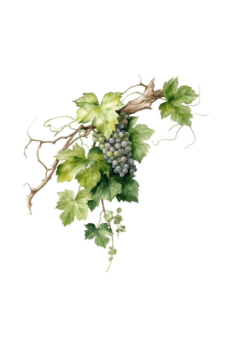 About Us: a painting of grapes on a branch
