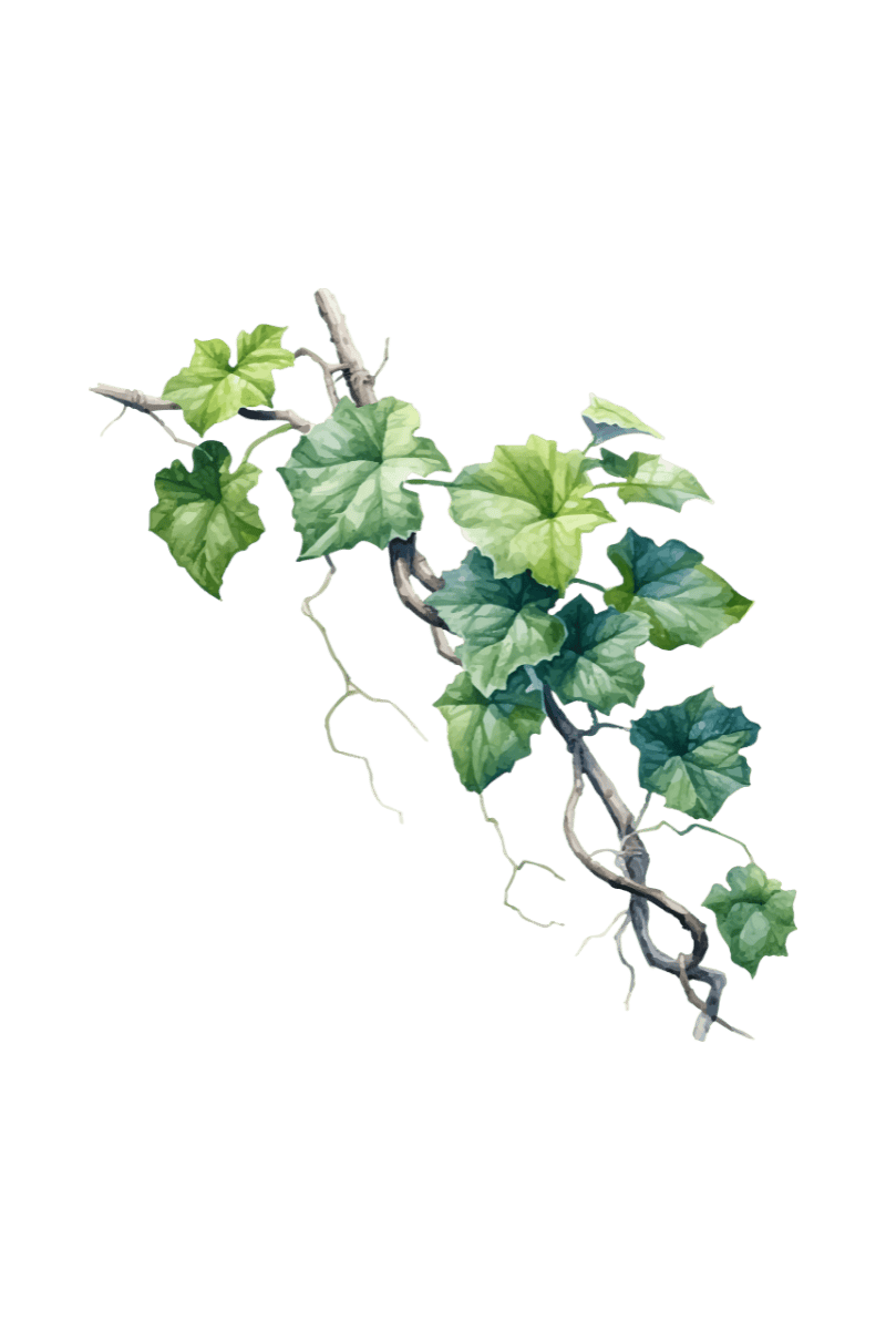 a vine with green leaves